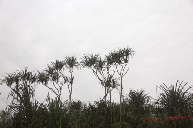027 LOANGO 2 Akaka Riviere Rembo Ngove Nord Plante Liliopsida Pandanales Pandanus sp 15E5K3IMG_106797wtmk.jpg
